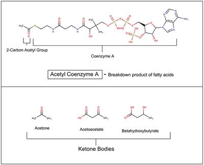 Hypothesis: Clues From Mammalian Hibernation for Treating Patients With Anorexia Nervosa